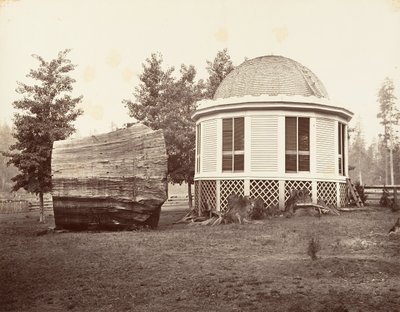 Büyük Bir Ağacın Kütüğü Üzerindeki Ev, 1865-66, yaklaşık olarak basılmıştır. 1876. by Carleton Emmons Watkins