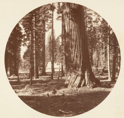 Grove