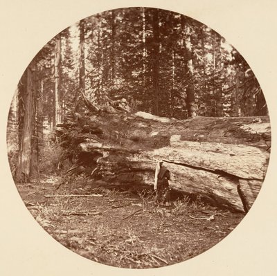 Madenciler Kulübesi - Calaveras Korusu, yaklaşık. 1878. by Carleton Emmons Watkins
