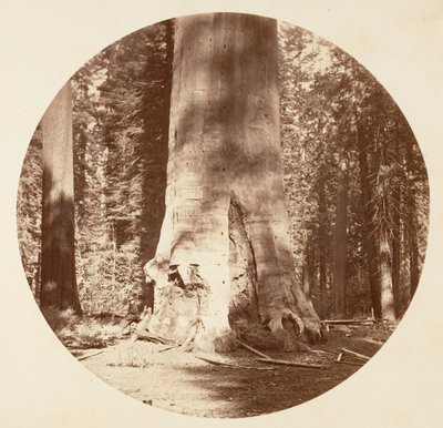 Ormanın Anası - Calaveras Korusu, yaklaşık. 1878. by Carleton Emmons Watkins