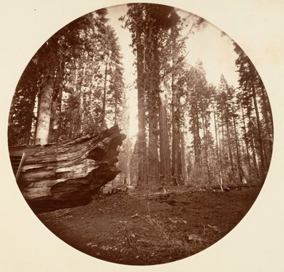 Ormanın Anası Ormanın Babasından - Calavaras Korusu, yaklaşık. 1878. by Carleton Emmons Watkins