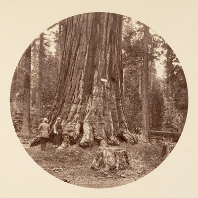 Ormanın Gururu - Calaveras Korusu, yaklaşık. 1878. by Carleton Emmons Watkins