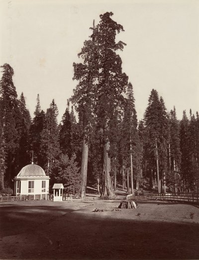 Sentinel, 315 fit, 1865-66, yaklaşık olarak basılmıştır. 1876. by Carleton Emmons Watkins