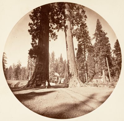 Nöbetçiler - Calaveras Korusu, yaklaşık. 1878. by Carleton Emmons Watkins