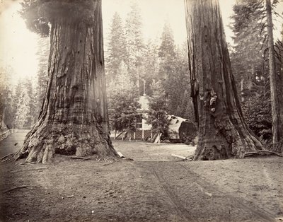 Sentinels, 315 fit, Yosemite, yaklaşık. 1872, basılmış yaklaşık. 1876. by Carleton Emmons Watkins
