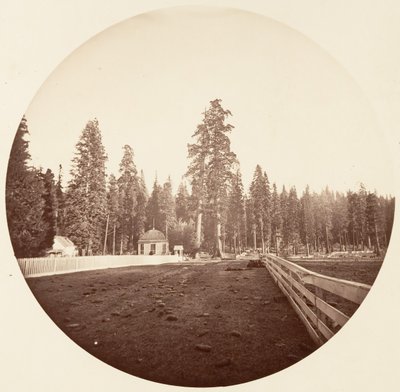 Nöbetçiler. C. Koru, yaklaşık 1878. by Carleton Emmons Watkins