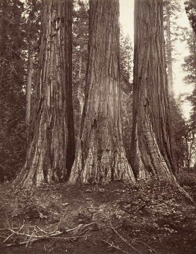 Üç Güzeller, 272 fit, 1865-66, yaklaşık olarak basılmıştır. 1876. by Carleton Emmons Watkins
