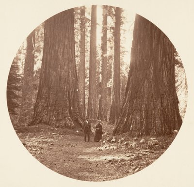 Bryant ve Seward Calaveras Grove