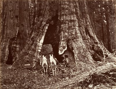 Tripod, 94 fit çevre, 1865-66, basılmış yaklaşık. 1876. by Carleton Emmons Watkins