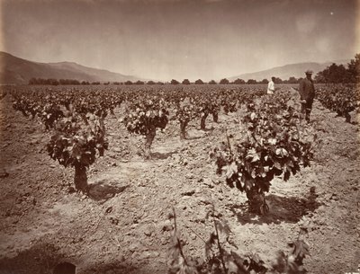 Camulos Çiftliği Üzüm Bağı, 1876, basılmış yaklaşık. 1876. by Carleton Emmons Watkins