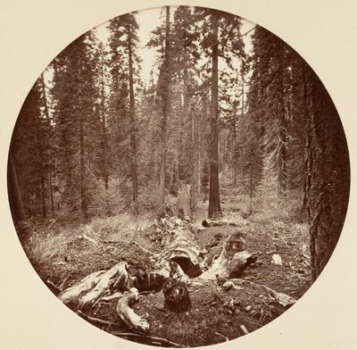 [Yosemite Ulusal Parkı, Kaliforniya], yak. 1878. by Carleton Emmons Watkins