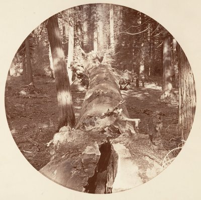 [Yosemite Ulusal Parkı, Kaliforniya], yak. 1878. by Carleton Emmons Watkins