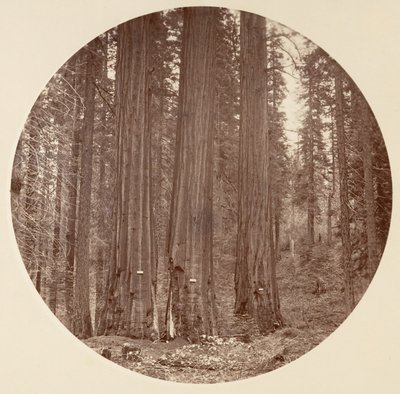 [Yosemite Ulusal Parkı, Kaliforniya], yak. 1878. by Carleton Emmons Watkins