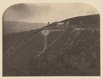 (Çam Ağacı Madeni) by Carleton Watkins