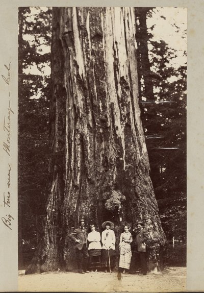 Monteray yakınlarındaki Büyük Ağaçlar [sic] - Cal. by Carleton Watkins