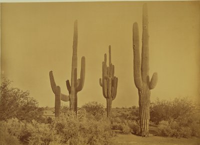 [Kaktüs, Arizona - Cereus Giganteus] by Carleton Watkins