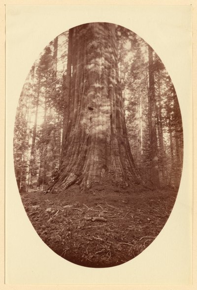 [Empire State Calaveras Grove] by Carleton Watkins