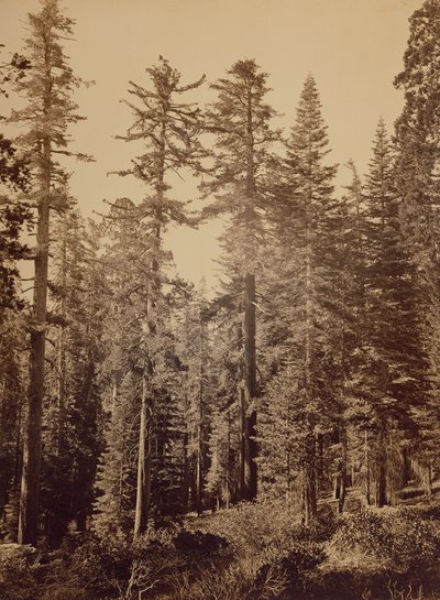  by Carleton Watkins