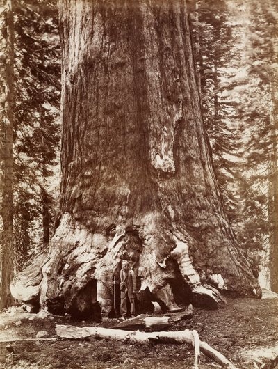 Grizzly Dev Çapı 33 Ft. Mariposa Korusu by Carleton Watkins