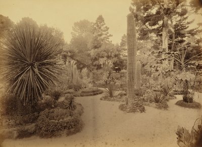 [Monterey, California. Arizona Garden, Hotel Del Monte]. by Carleton Watkins