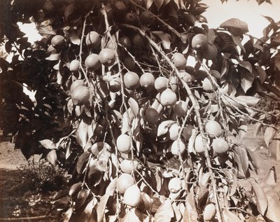 İsimsiz [ağaçta meyve] by Carleton Watkins