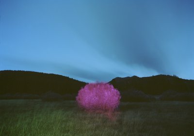  by Carli Choi