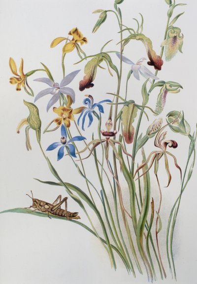 İris ve Mavi Speedwell by Caroline Louisa Meredith