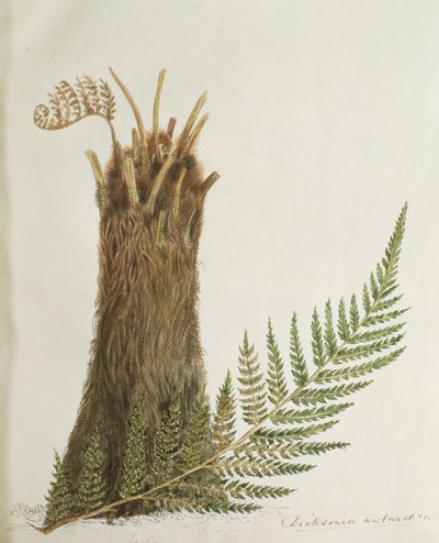 Bir eğrelti otu çalışması, 19. yüzyıl by Caroline Louisa Meredith