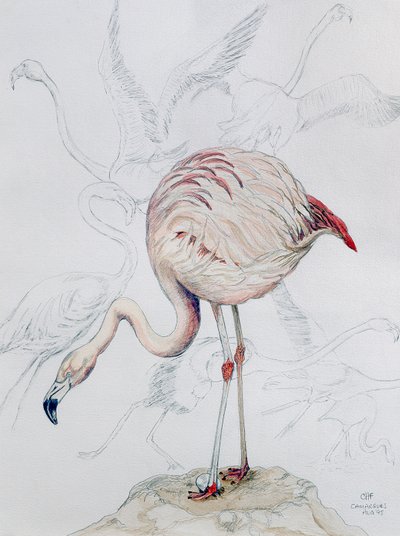Flamingo (kağıt üzerine kalem ve wc) by Carolyn Hubbard Ford