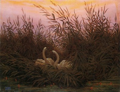 Almanca: Schwäne im Schilf beim ersten Morgenrot İlk şafakta sazlıktaki kuğular by Caspar David Friedrich