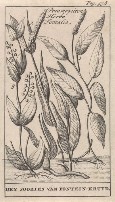 Üç tür su birikintisi Potamogeton Herba Fontalis / Çeşme Bitkisinin Kuru Türleri (nesne üzerindeki başlık) by Caspar Luyken