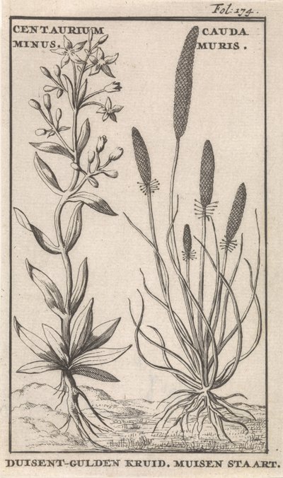 Kantaron ve fare kuyruğu Centaurium Eksi. Cauda MurisDuisent-Guilder Bitki. Fare kuyruğu (nesne üzerindeki başlık) by Caspar Luyken