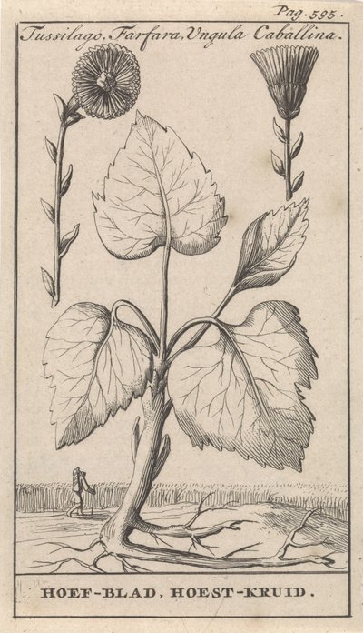 Öksürük otu ile öksürük otu Tussilago, Farfara, Ungula Caballina / Toynak Yaprağı, Öksürük Otu (nesne üzerindeki başlık) by Caspar Luyken