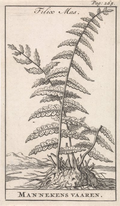 erkek eğreltiotu Filix Mas / Mannekens yelkencilik (nesne üzerindeki başlık) by Caspar Luyken