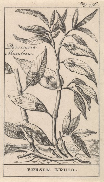 şeftali baharatı Persicaria Maculosa / Persik Herb (nesne üzerindeki başlık) by Caspar Luyken