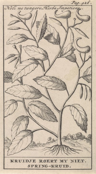 bahar otu Noli me tangere, Herba Impatiens / Kruidje beni heyecanlandırmıyor. Bahar otu (nesne üzerindeki başlık) by Caspar Luyken