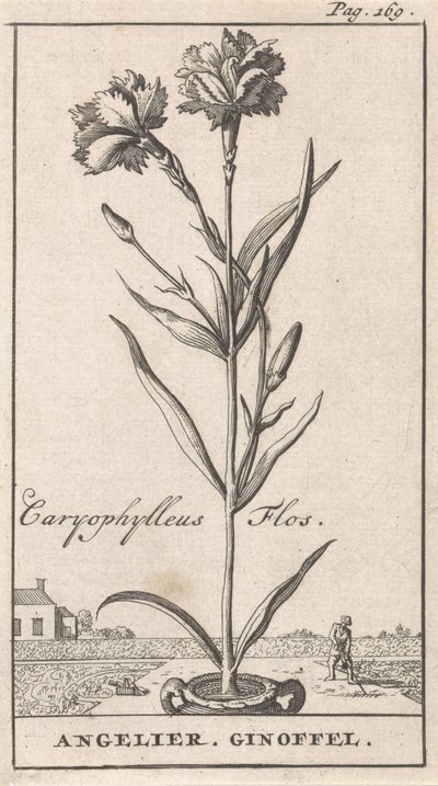Başlık Sayfası ve Çiçekli Sekiz Baskı Anjelier Caryophylleus Flos / Angelier. Ginoffel (nesne üzerindeki başlık) by Caspar Luyken
