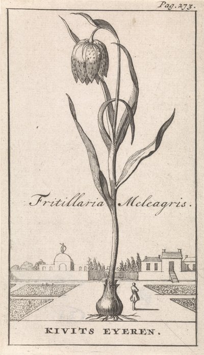 Başlık Sayfası ve Çiçekli Sekiz Baskı Kievitsbloem Fritillaria Meleagris / Kivits Eyeren (nesne üzerindeki başlık) by Caspar Luyken