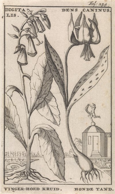 Başlık Sayfası ve Çiçekli Sekiz Baskı Foxglove ve köpek dişi dijital. Dens Caninus / Parmak Şapkalı Bitki. Köpek Dişi (nesne üzerindeki başlık) by Caspar Luyken