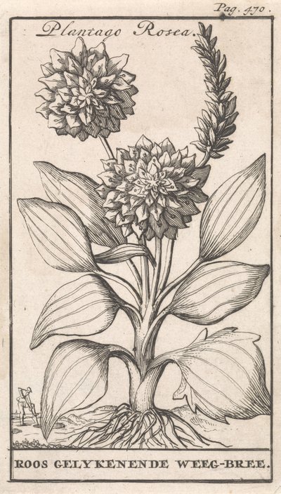 Başlık Sayfası ve Çiçekli Sekiz Baskı Weegbree Plantago Rosea / Roos gelykenende Weeg-bree (nesne üzerindeki başlık) by Caspar Luyken
