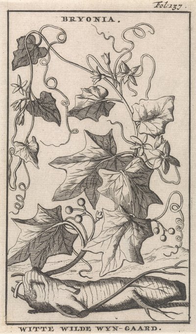 Witte heggenrank Bryonia / Witte Wilde Wyn-gaard (nesne üzerindeki başlık) by Caspar Luyken