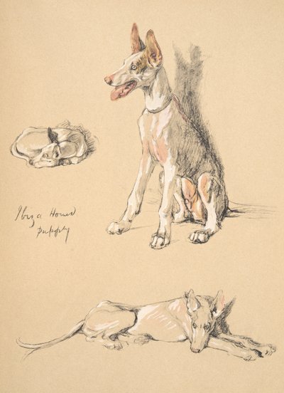 Ibiza Hound Puppy , 1930, Sadece Friends, Aldin, Cecil Charles Windsor (1870-1935) için kullanılan Sketch Book