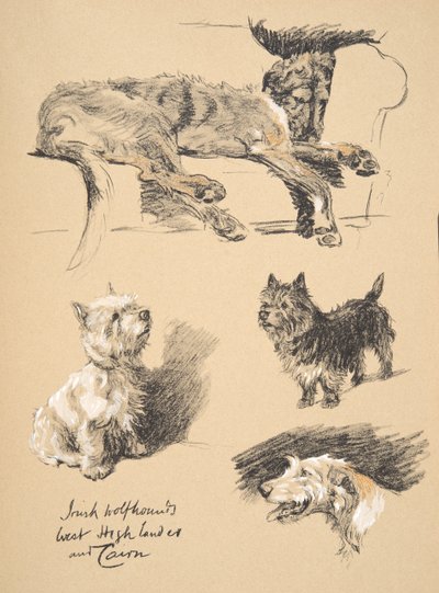 İrlandalı Wolfhound, West Highlander ve Cairn, 1930, 