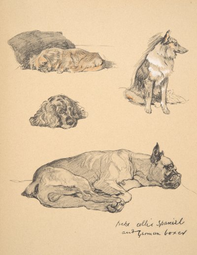 Peke, Collie, Spaniel ve Alman Boksör, 1930, 