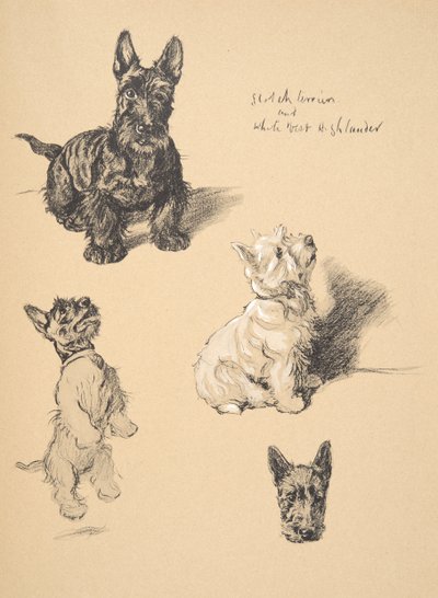 Scotch Terrier ve White West Highlander, 1930, Just Between Friends, Aldin, Cecil Charles Windsor (1870-1935) için kullandığı Sketch Book