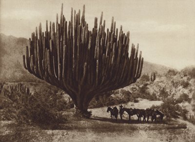 Meksika: Şamdan şeklindeki kaktüs, Oaxaca (s/b fotoğraf) by Cecile Seler Sachs