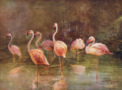 Flamingolar (renkli taş) by Charles (after) Whymper
