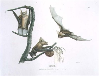Rhinolophus Crumeniferus, Timor