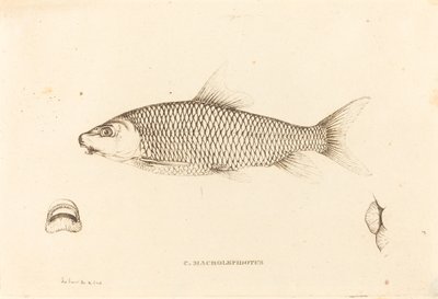 C. Makrolepidot by Charles Alexandre Lesueur