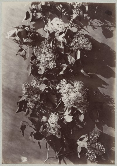 Dallarla çiçek çalışması by Charles Aubry (manner of)